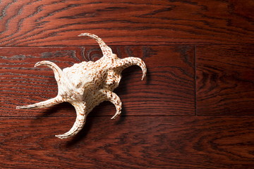 Sea cockleshell on a wooden background