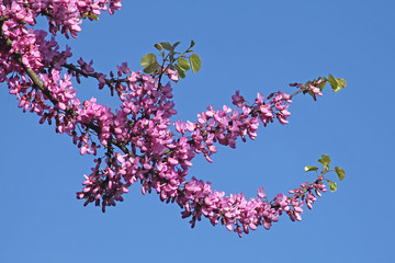 branche d'arbre de Judée