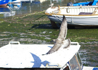 Flying young seagull Brixham Devon England UK