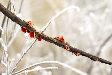 carlet Elf Cup Fungi - Sarcoscypha coccinea