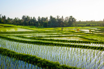 Fototapeta na wymiar Rice fields with young rice, Bali, Indonesia