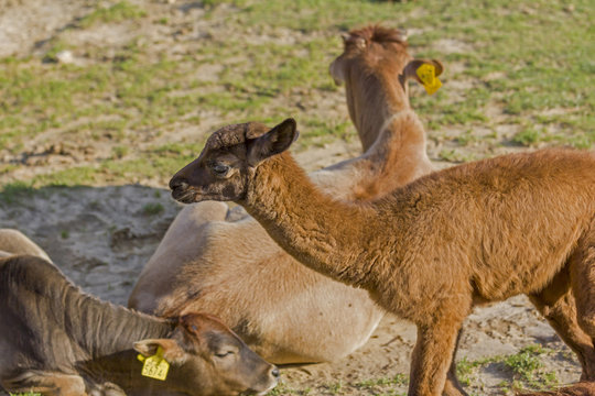 brown baby alpaca