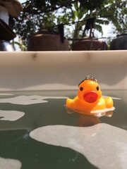 duck float