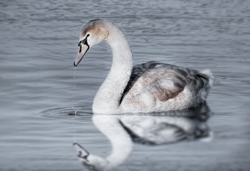 Swan swimming on a lake