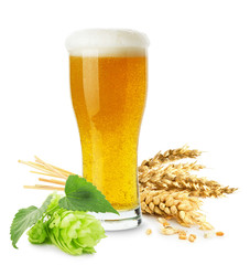 glass of beer with wheat and hops isolated on the white backgrou