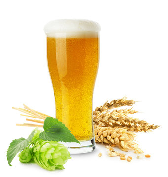 Glass Of Beer With Wheat And Hops Isolated On The White Backgrou