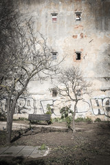 Old wall with graffiti and bare tree