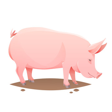 Pink farm pig