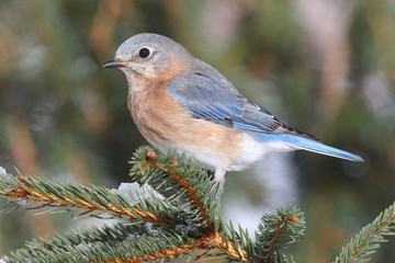 Female Eastern Bluebird in Snow
