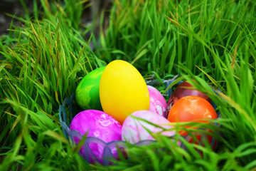 Easter Eggs with Fresh Green Grass over white background