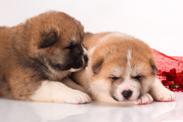 couple of Japanese Akita-inu puppies lying over white background