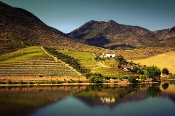 Douro Landscape IV