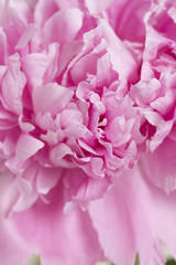 シャクヤクの花