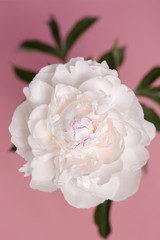 シャクヤクの花