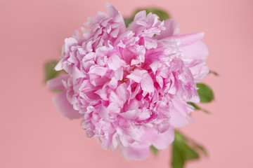 シャクヤクの花