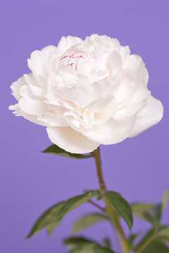 Fototapeta シャクヤクの花