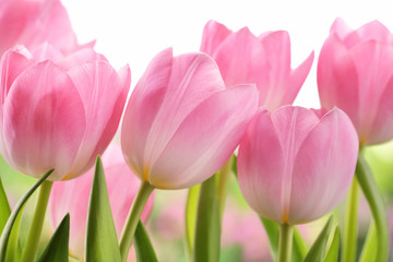 Świeże tulipanowe kwiaty - obrazy, fototapety, plakaty