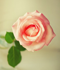 Beautiful Pink roses .Vintage Style.