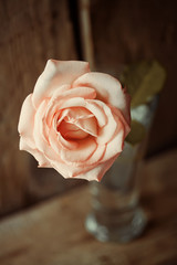 Pink rose in vase on wooden
