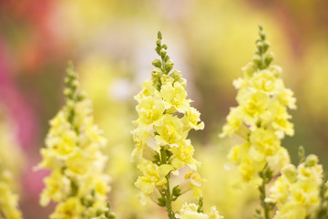 キンギョソウの花畑