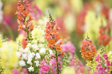 キンギョソウの花畑