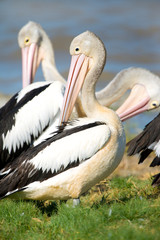 Australian Pelicans