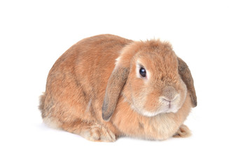 Bunny isolated on white background.