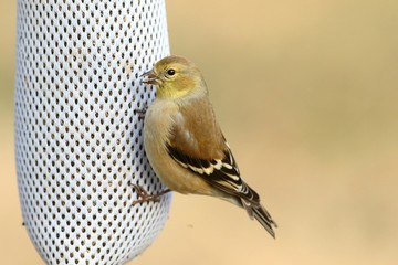 American Goldfinch (Carduelis tristis)