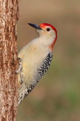 Woodpecker on a tree trunk