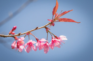 Beautiful pink cherry blossom (Sakura) flower at full bloom