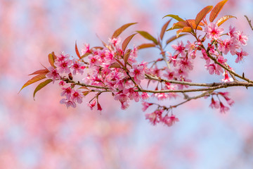 Beautiful pink cherry blossom (Sakura) flower at full bloom