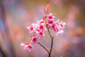 Beautiful pink cherry blossom (Sakura) flower at full bloom