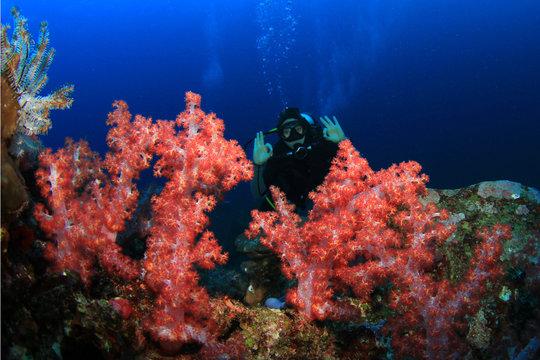 Coral Reef and scuba diver