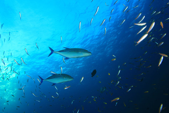 Trevally fish hunting over coral reef