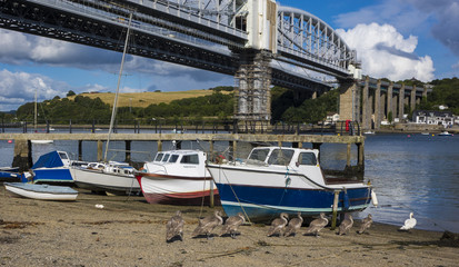 Swans Saltash Cornwall England UK