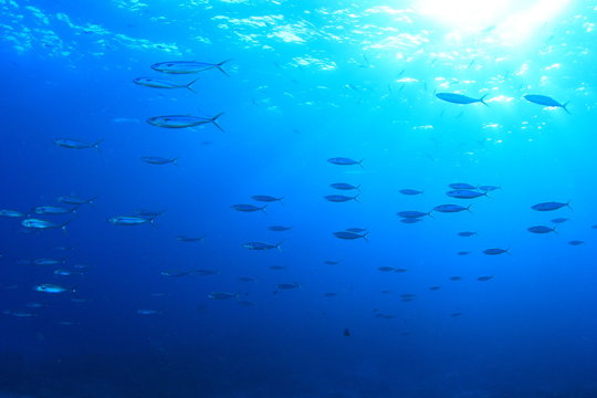 Fish school sardines
