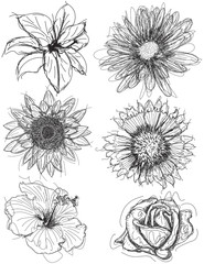 Assorted flower head sketches