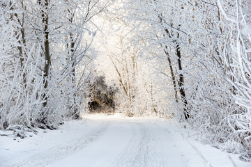 Winter road in snowy forest landscape