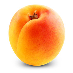 Apricot