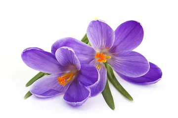 Photo sur Plexiglas Crocus crocus - fleurs de printemps