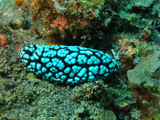 True sea slug, Island Bali, Tulamben