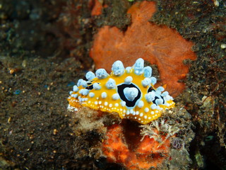True sea slug, Island Bali, Tulamben