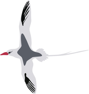 Cute Red Billed Tropicbird Vector