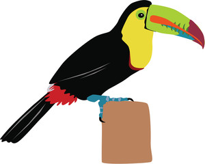 cute giant-billed toucan vector