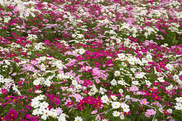various chrysanthemum flowers