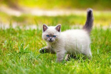 Cute little siamese kitten walking on the grass