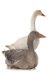 goose