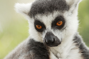 Fototapeta premium Lemur