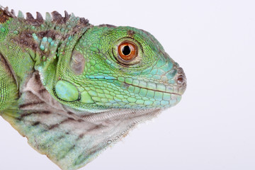 Green Iguana
