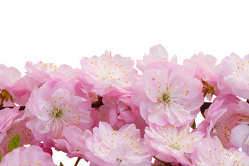 Blossoming pink tree Flowers